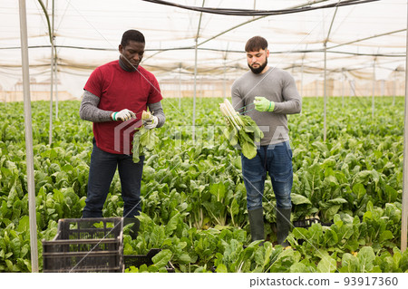 Workers clean ripe chard and put in boxes Workers clean ripe chard and put in boxes 93917360
