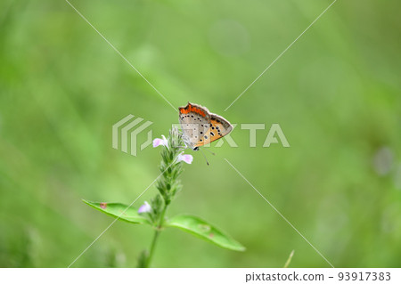 Butterflies and wildflowers (kitsunenomago) 93917383