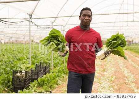 Portrait of happy african-american farmer with ripe mangold in their hands 93917459
