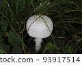 White mushroom 93917514