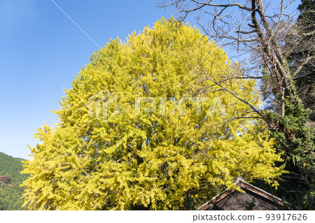 Great ginkgo tree in Fukusada, Nakahechi, Wakayama 93917626