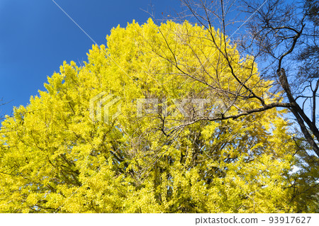 Great ginkgo tree in Fukusada, Nakahechi, Wakayama 93917627