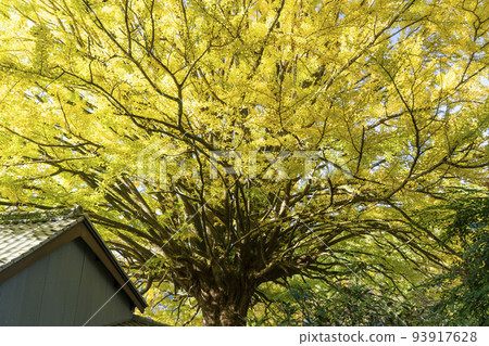 Great ginkgo tree in Fukusada, Nakahechi, Wakayama 93917628