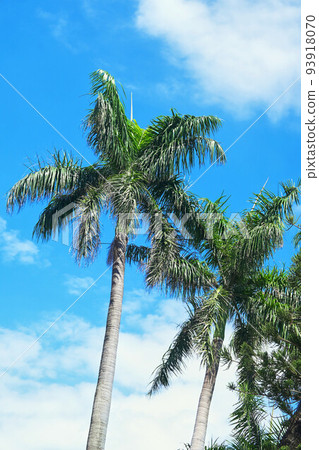 Palm trees in the blue sunny sky. Palm trees in the blue sunny sky. 93918070