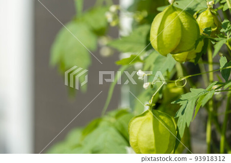 蓬鬆氣球 Kazura 93918312