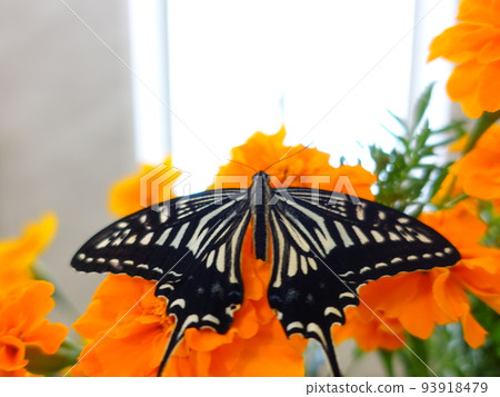 Swallowtail butterfly Swallowtail butterfly Nami swallowtail butterfly butterfly 93918479