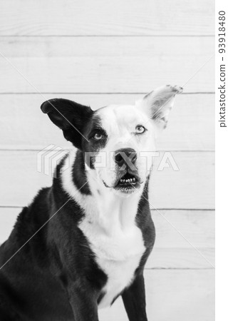 Portrait of a black and white dog 93918480