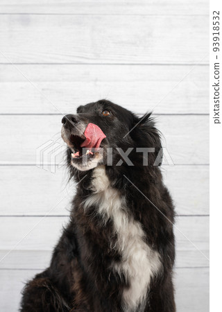 Portrait of a black dog licking his face 93918532