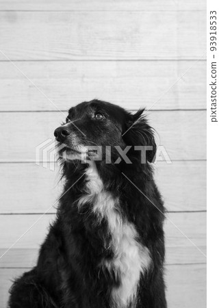 Portrait of a black dog looking left Portrait of a black dog looking left 93918533