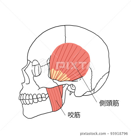 側面人類顳肌和咬肌的插圖 側面人類顳肌和咬肌的插圖 93918796