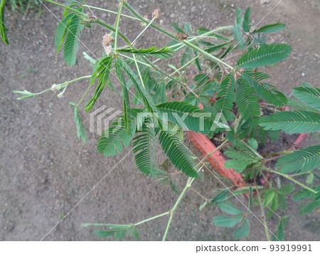 含羞草 含羞草 93919991