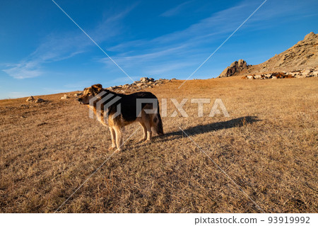 蒙古初冬土撥鼠 蒙古初冬土撥鼠 93919992