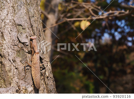 Halabirakamakiri (brown type) 93920116