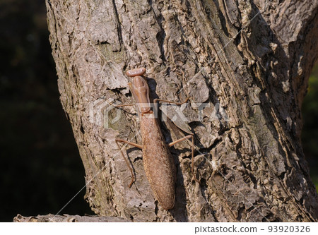 Halabirakamakiri（棕色型） 93920326