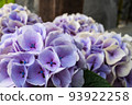 Light purple hydrangea 93922258