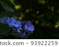 purple hydrangea blooming in the forest 93922259