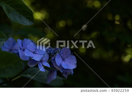 purple hydrangea blooming in the forest purple hydrangea blooming in the forest 93922259