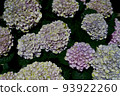 Light-colored hydrangea 93922260