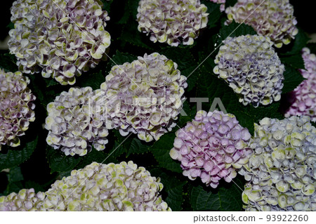 Light-colored hydrangea Light-colored hydrangea 93922260