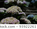 Light-colored hydrangea 93922261