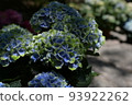 Hydrangea with mixed green and blue 93922262