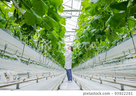 Young professional female farmer using tablet, controlling cultivation system in greenhouse. Female gardener analyzing health and growth of cucumbers using modern agricultural technologies. Young professional female farmer using tablet, controlling cultivation system in greenhouse. Female gardener analyzing health and growth of cucumbers using modern agricultural technologies. 93922281