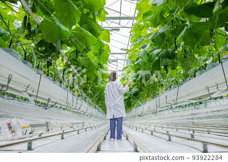 Young professional female farmer using tablet, controlling cultivation system in greenhouse. Female gardener analyzing health and growth of cucumbers using modern agricultural technologies. Young professional female farmer using tablet, controlling cultivation system in greenhouse. Female gardener analyzing health and growth of cucumbers using modern agricultural technologies. 93922284