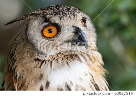 Mizuku staring Mizuku staring 93922519