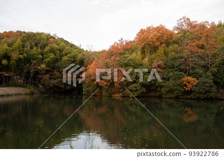 Autumn leaves Autumn leaves 93922786