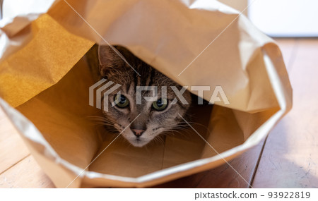 Cat in a paper bag Sabatra cat Cat in a paper bag Sabatra cat 93922819