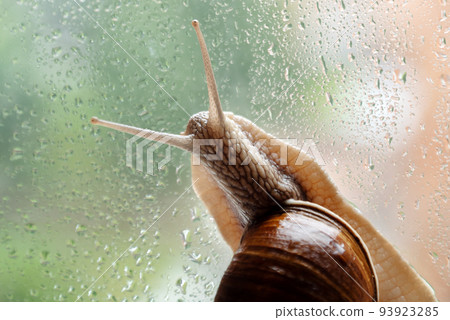 Grape snail sits on window glass wet after rain 93923285