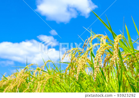 Autumn rice 93923292