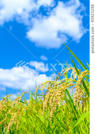 秋米 秋米 93923298