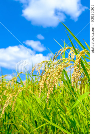 Autumn rice 93923305