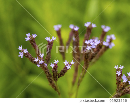 Arechihanagasa花 93923336