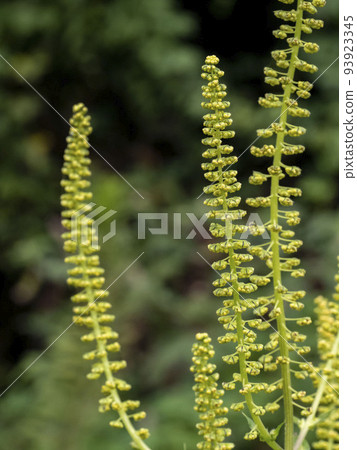 giant hogweed flower 93923345