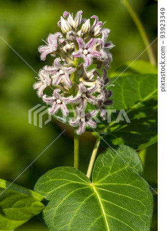 Potato flowers 93923349
