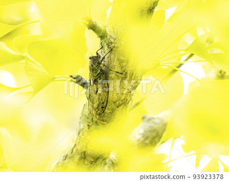 A female Tsukutsukuboushi perched on a colored ginkgo tree 93923378