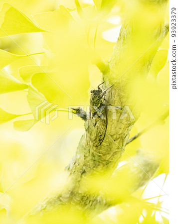 A female Tsukutsukuboushi perched on a colored ginkgo tree A female Tsukutsukuboushi perched on a colored ginkgo tree 93923379