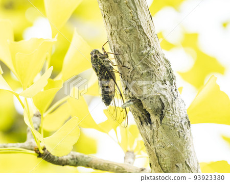 A male Tsukutsukuboushi perched on a colored ginkgo tree A male Tsukutsukuboushi perched on a colored ginkgo tree 93923380