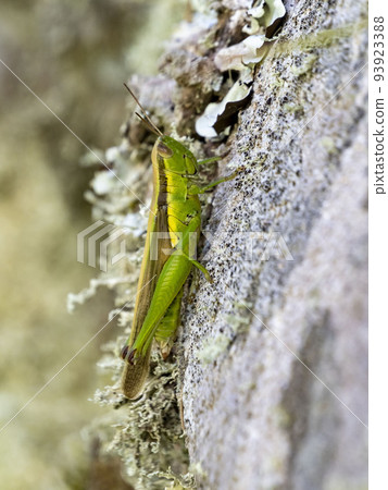 Long-spined locust on stone surface 93923388