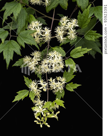 White flower of button crane on black background 93923391