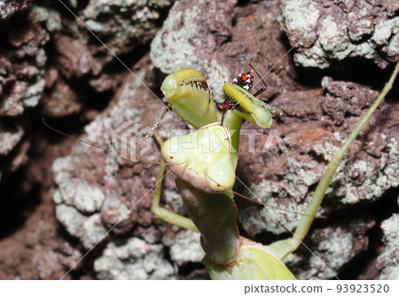 Bell-bellied praying mantis preying on the larvae of the assassin bug 93923520