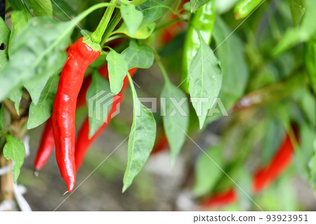 capsicum hot red pepper spice food foodstuff capsicum hot red pepper spice food foodstuff 93923951