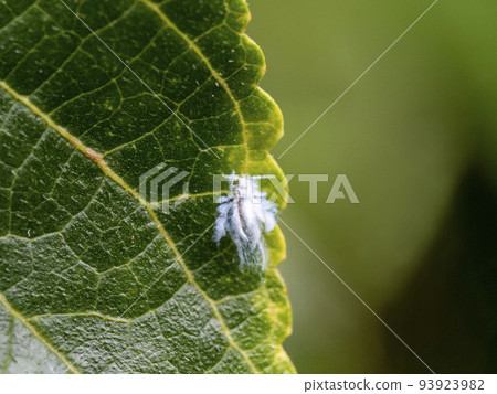 Aphids called snow bugs that look like they are wrapped in cotton 93923982