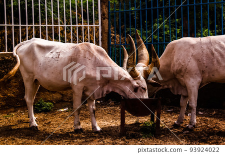 Portrait of ankole-watusi bighorned bull, Niamey, Niger Portrait of ankole-watusi bighorned bull, Niamey, Niger 93924022