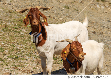 Two White and Brown Horned Mountain Goats - Austria Alps Two White and Brown Horned Mountain Goats - Austria Alps 93924526