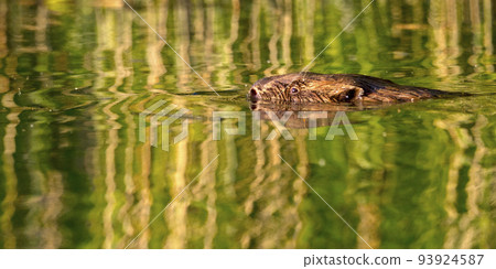 Beaver, Biesbosch National Park, Netherlands 93924587