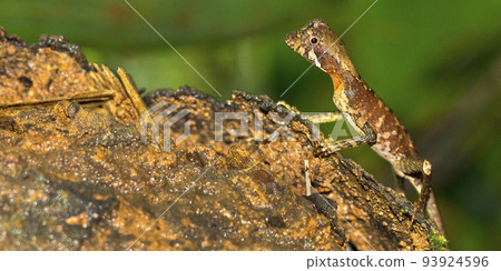 Brown-patched Kangaroo lizard, Sinharaja National Park Rain Forest, Sri Lanka 93924596