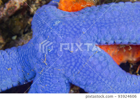 Blue Sea Star, Lembeh, Indonesia 93924606